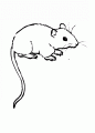 Coloriage Petite souris et dessin Petite souris