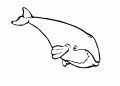 Coloriage Baleine et dessin Baleine